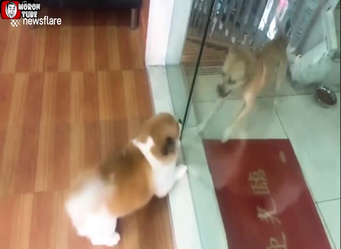 Video :Arguments on the internet look like this